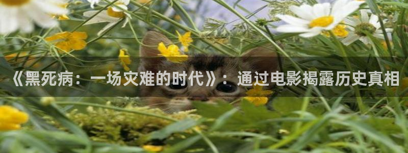 神马影院白旗影院在线观看