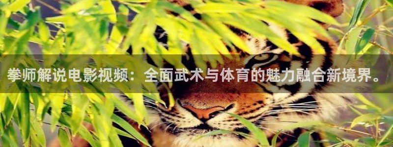 手机电影神马影院：拳师解说电影视频：全面武术与体育的魅力融合新境界。